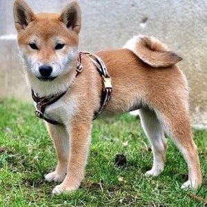 Native Maroon dog harness