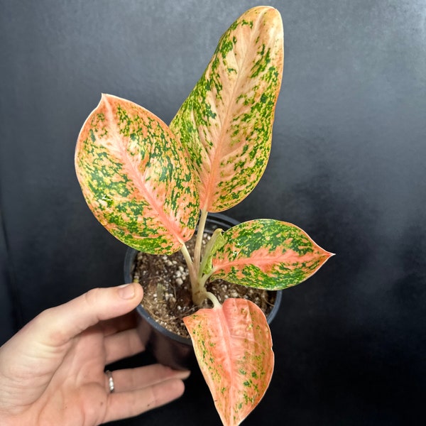 Aglaonema Orange Stardust