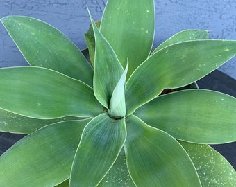 Agave attenuata pup 12 inches wide approximately shipped with out the pot some soil