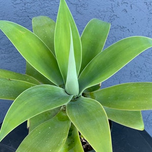 One gallon plant Agave attenuata fox tail plants ship no pot bare root one gallon plant