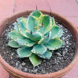 May include: A potted succulent plant with green and yellow variegated leaves and sharp, dark red-tipped spines. The plant is in a terracotta pot, sitting on a red brick surface. The succulent is a decorative houseplant.