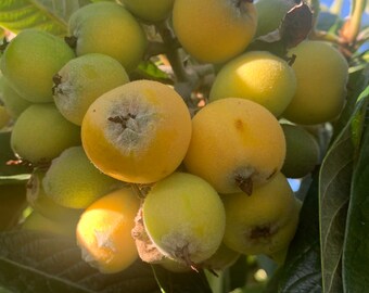 2 lb. Loquat Japanese Plum, Fresh Fruit | Japonica Eriobotrya | Fash Shipping Níspero ship priority mail