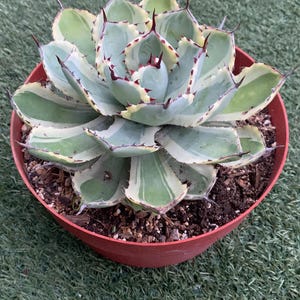 Agave ‘Kissho Kan’ Variegated 9 inches pot shipped with out pot