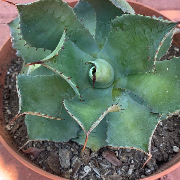 Agave Potatorum Agave Butterfly  rare 8 inches pot will shipped no pot