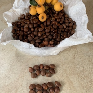 20 Loquat seeds Fresh from Loquat Fruit golden nugget variety Japanese plum fruit Eriobotrya Japonica 2025