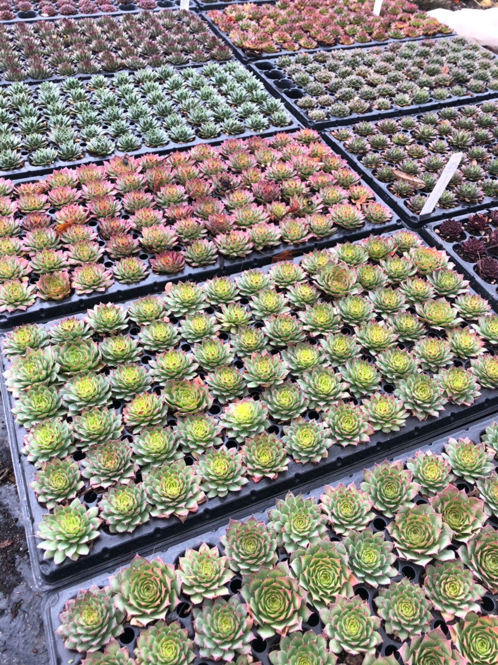 20 Pack Bulk Assortment of 1 Hens & Chicks Etsy