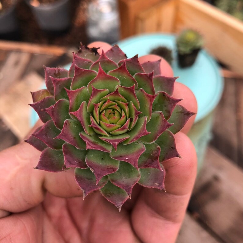 20 Pack Bulk Assortment of 1 Hens & Chicks Etsy