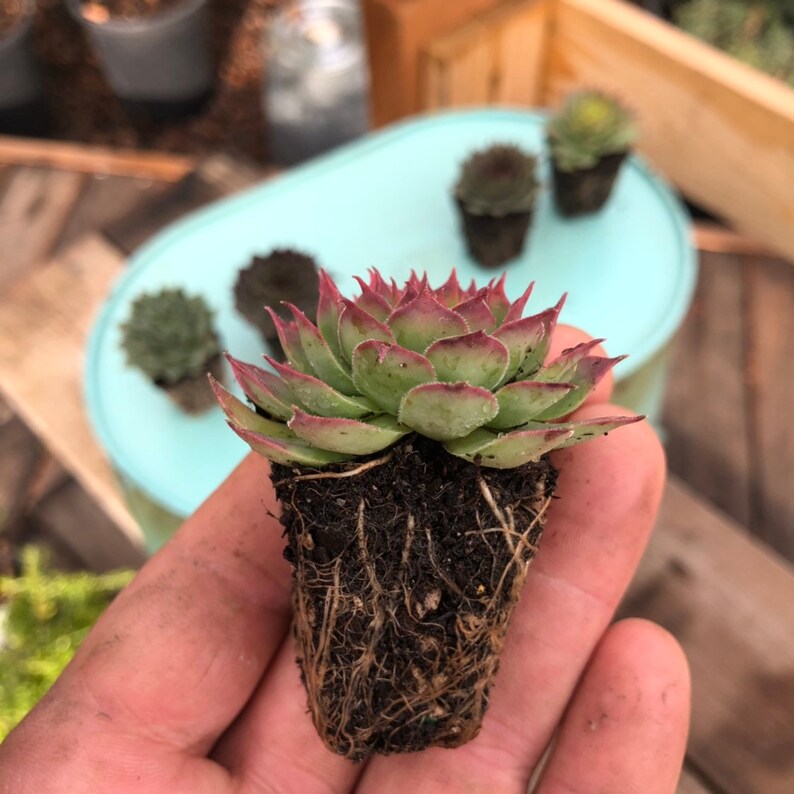 20 Pack Bulk Assortment of 1 Hens & Chicks Etsy