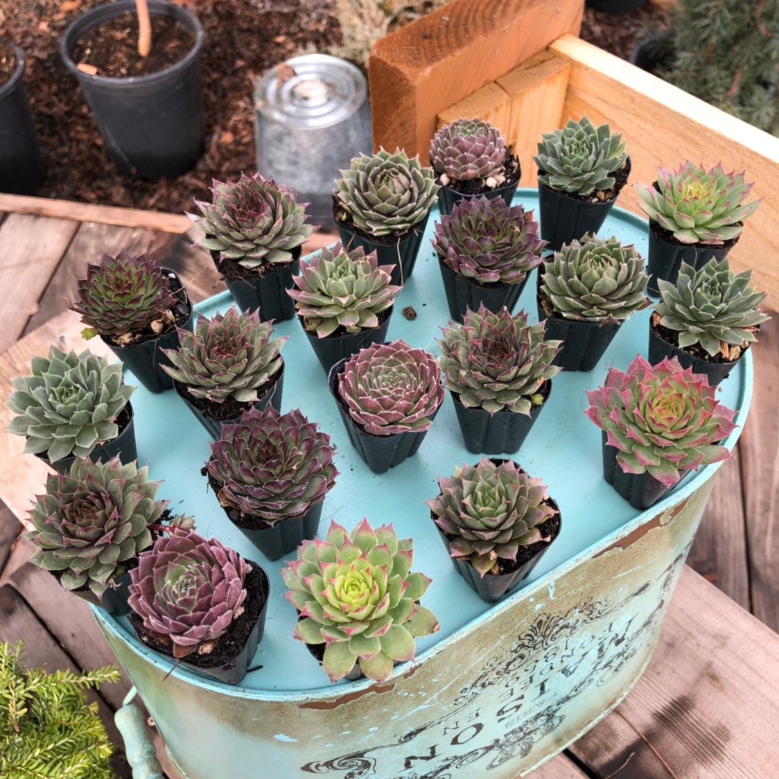 20 pack bulk assortment of 1 Hens & Chicks Etsy