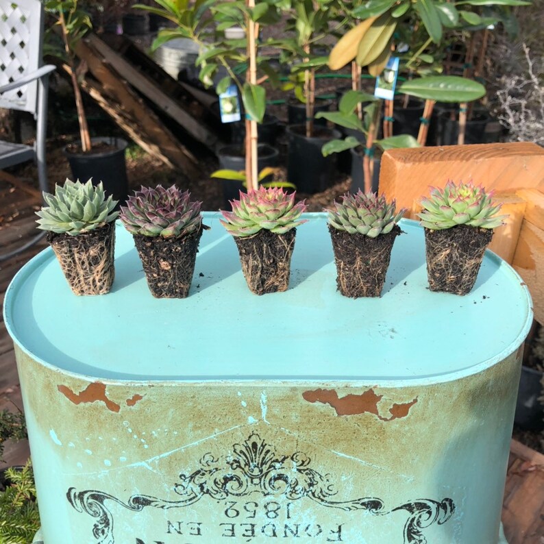 20 Pack Bulk Assortment of 1 Hens & Chicks Etsy