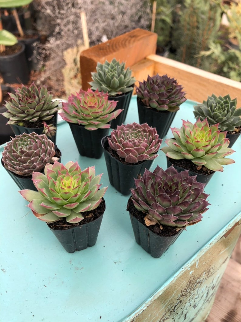 20 Pack Bulk Assortment of 1 Hens & Chicks Etsy