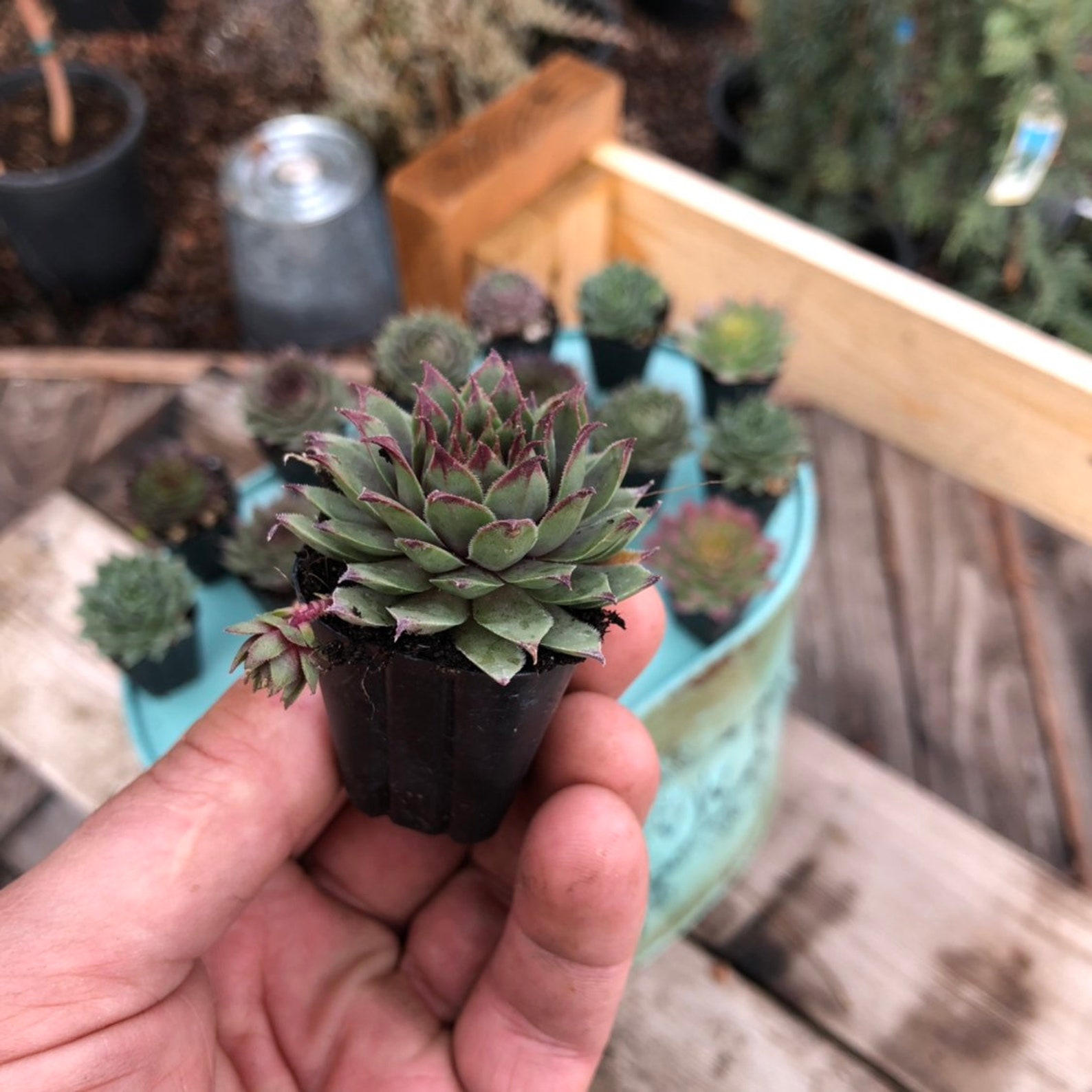 20 Pack Bulk Assortment of 1 Hens & Chicks Etsy