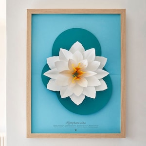 NYMPHAEA ALBA - fiore di carta pop-up