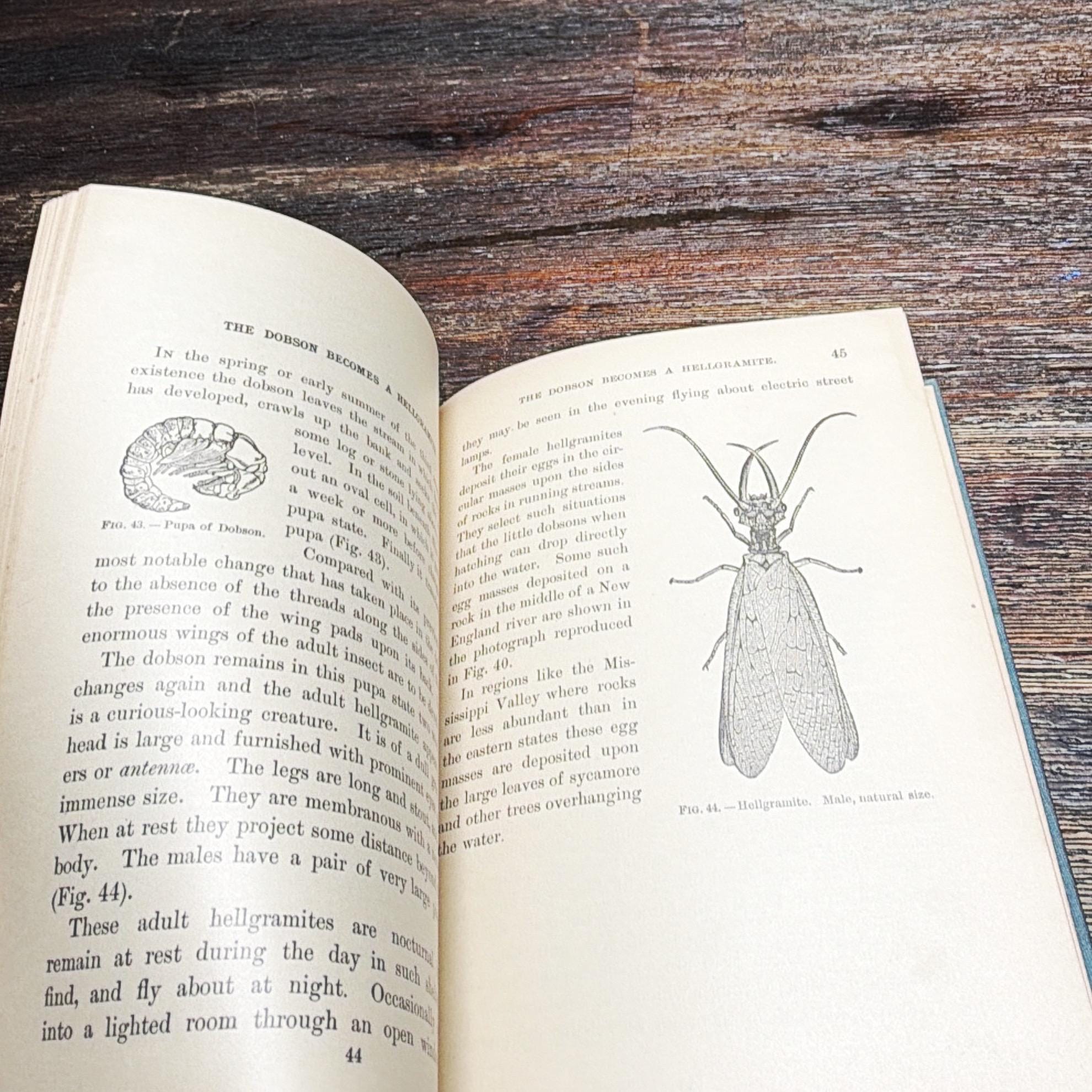Antique Bug Book Children's Stories of Insect Life by Clarence Moores ...