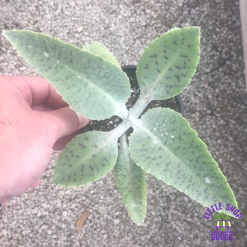 Drought tolerant Kalanchoe Gastonis-bonnieri Donkey Ears hardy,long lasting succulent plant