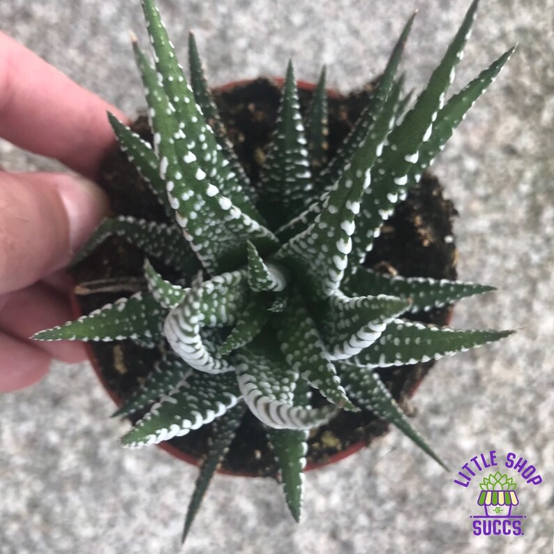 Haworthia Fasciata Zebra Plant
