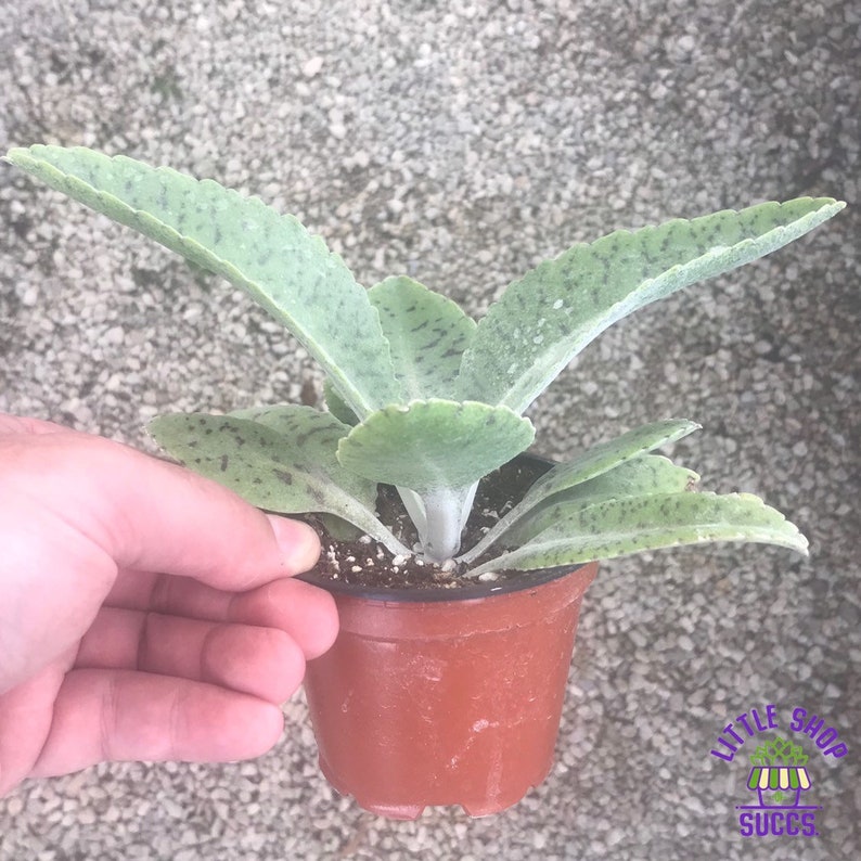 Drought tolerant Kalanchoe Gastonis-bonnieri Donkey Ears hardy,long lasting succulent plant