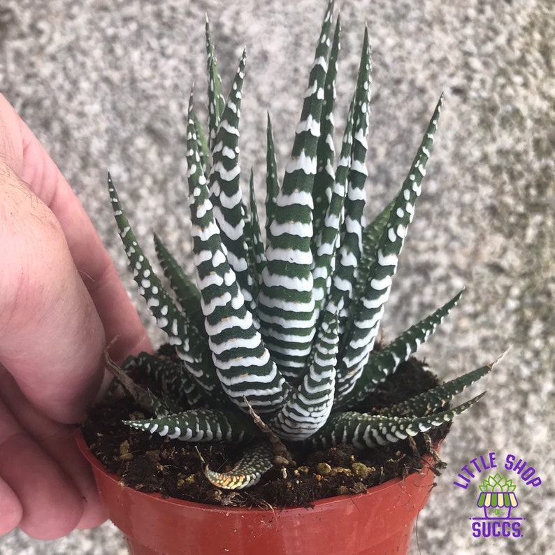 Haworthia Fasciata Zebra Plant