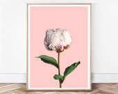 Peony Print Digital Peonies Wall Art, Peony Flower Print, Pink Peony Photography, Digital Download, Pink Decor, Bedroom Modern Art, Floral