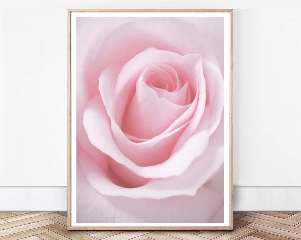 Pink Rose Flower Wall Art Digital Print Rose Photograph Etsy