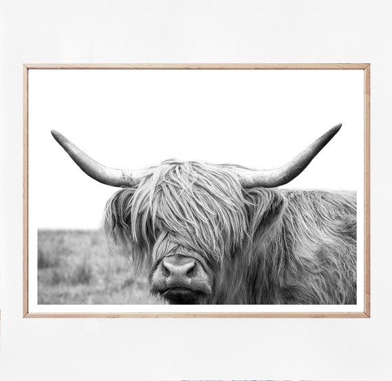 Highland Cow Calf Scottish Nature Black /& White Quality Canvas Print A3