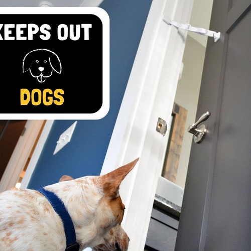 How Do You Stop A Dog From Eating Cat Poop In Your Garden