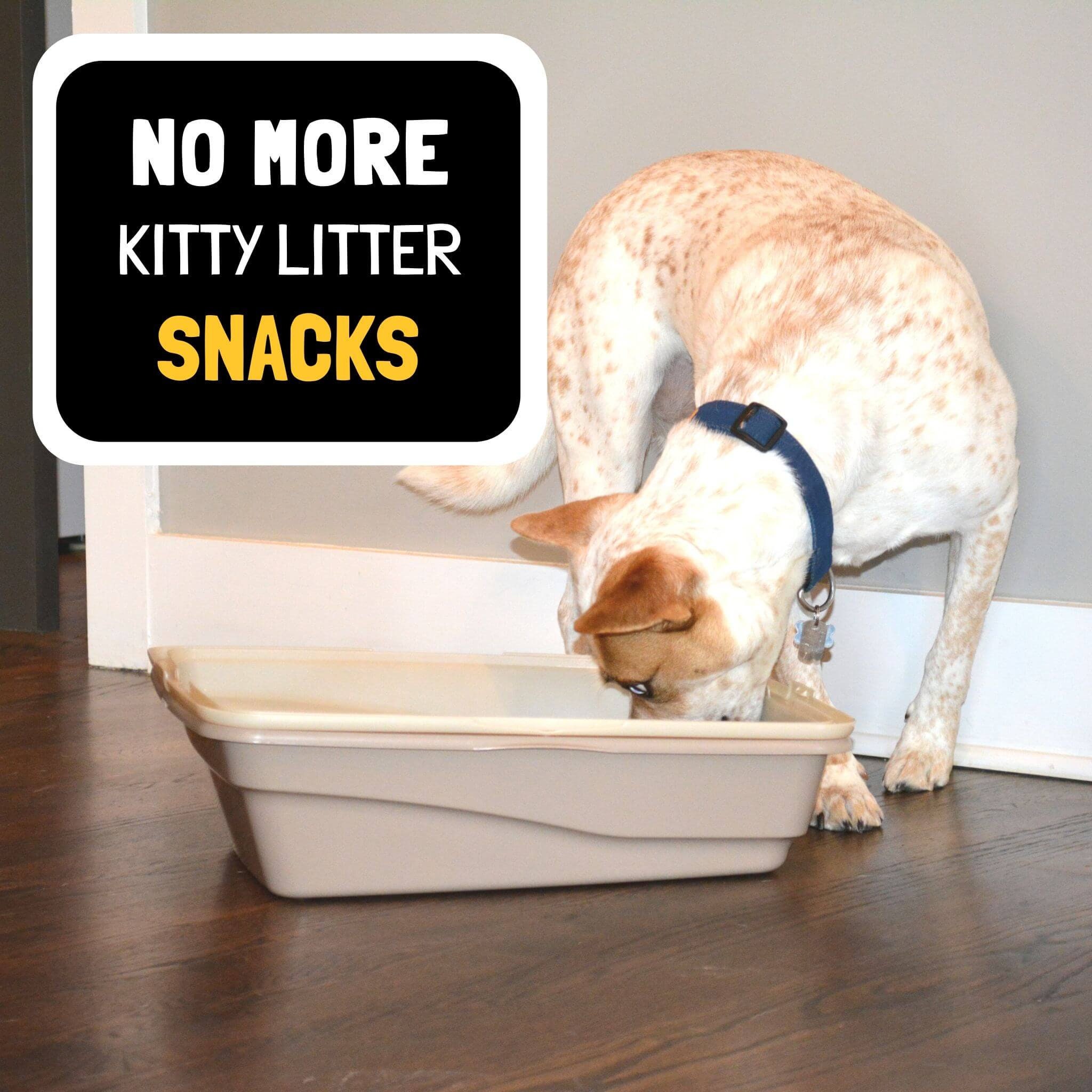 Door Buddy®: Door Latch Plus Door Stopper to Dog Proof Litter Box