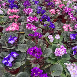 3 African violets asst. colors image 2