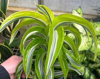 Dracena: Dr. Tornado Lemon Surprise