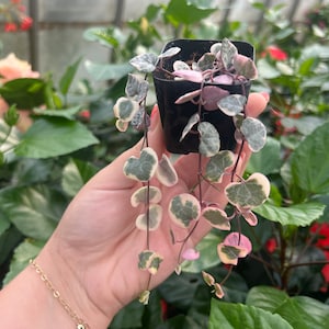 String of hearts (variegated)