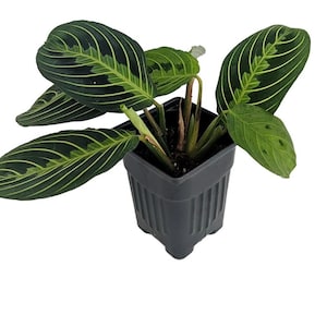 Puede incluir: Planta de oración en maceta, con hojas de color verde oscuro con vetas y marcas de color verde claro. La planta está en una maceta cuadrada de plástico negro. Las hojas son anchas y ovaladas, con un patrón de venas prominente.