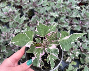 4.5” live sweet potato vine (tricolor)