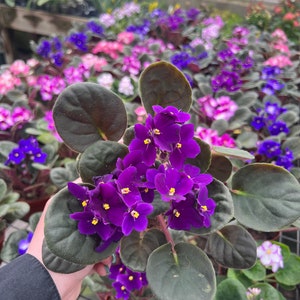 3 African violets asst. colors image 1