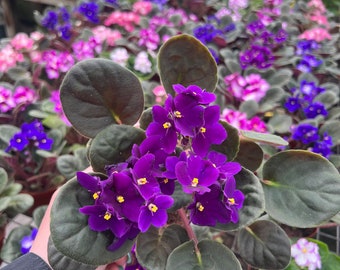 3” African violets (asst. colors)