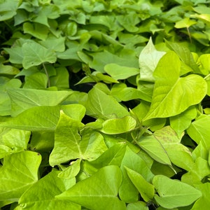 4.5” live sweet potato vine