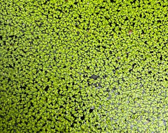 Duckweed