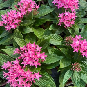 May include: A close-up of a group of pink flowers with green leaves. The flowers are in bloom and have a star-shaped appearance. The leaves are dark green and have a glossy finish.