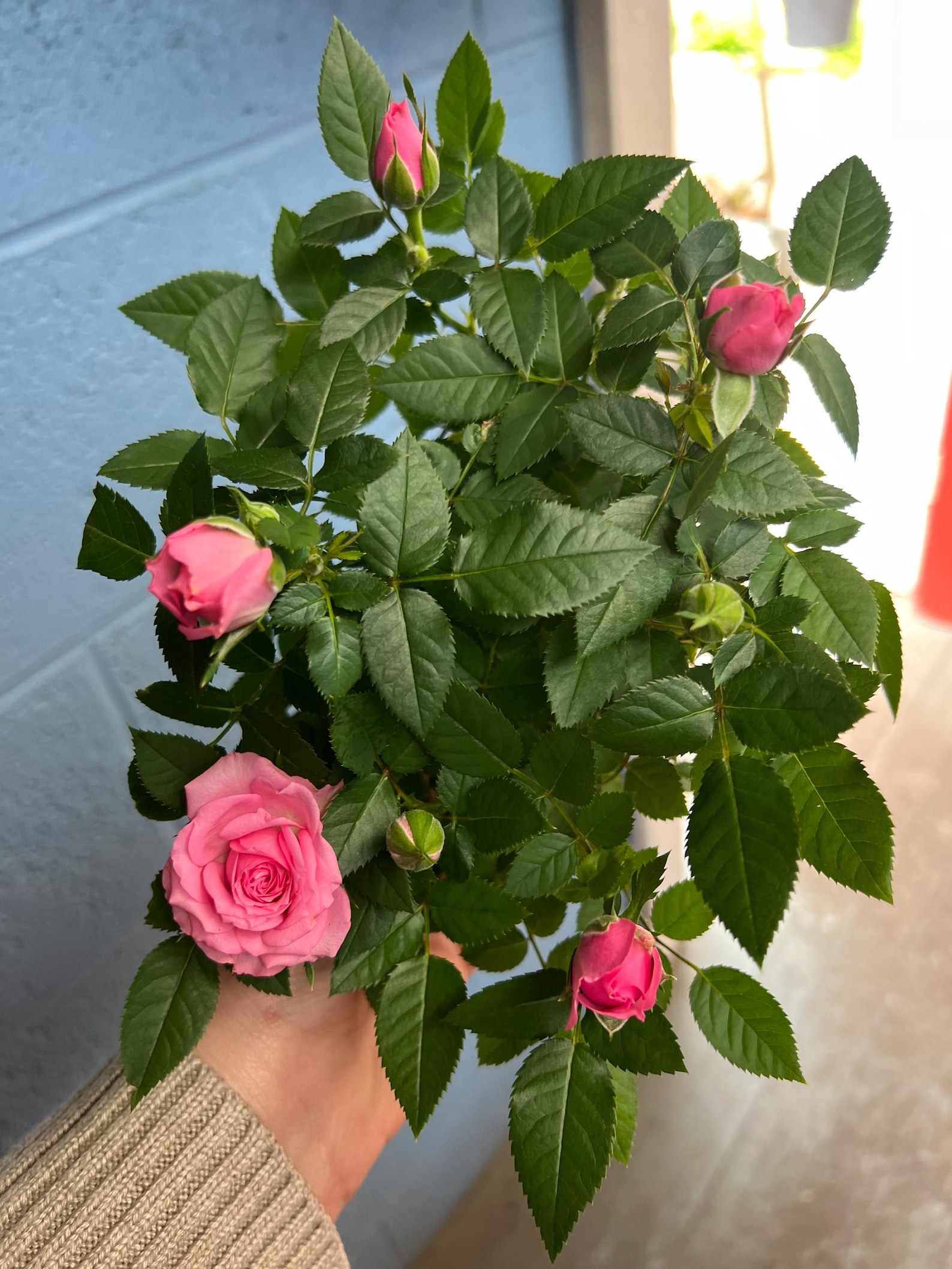 4.5” Miniature Roses - Etsy