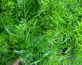 Asparagus fern (live & rooted)