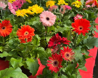 4.5” gerber daisy