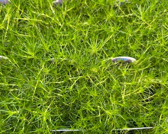Irish moss (live & rooted)