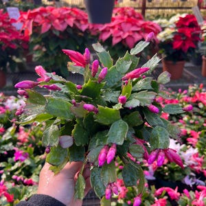Pode incluir: Um close-up de um cacto de Natal verde com botões rosa. O cacto está em um vaso e é cercado por outras plantas.