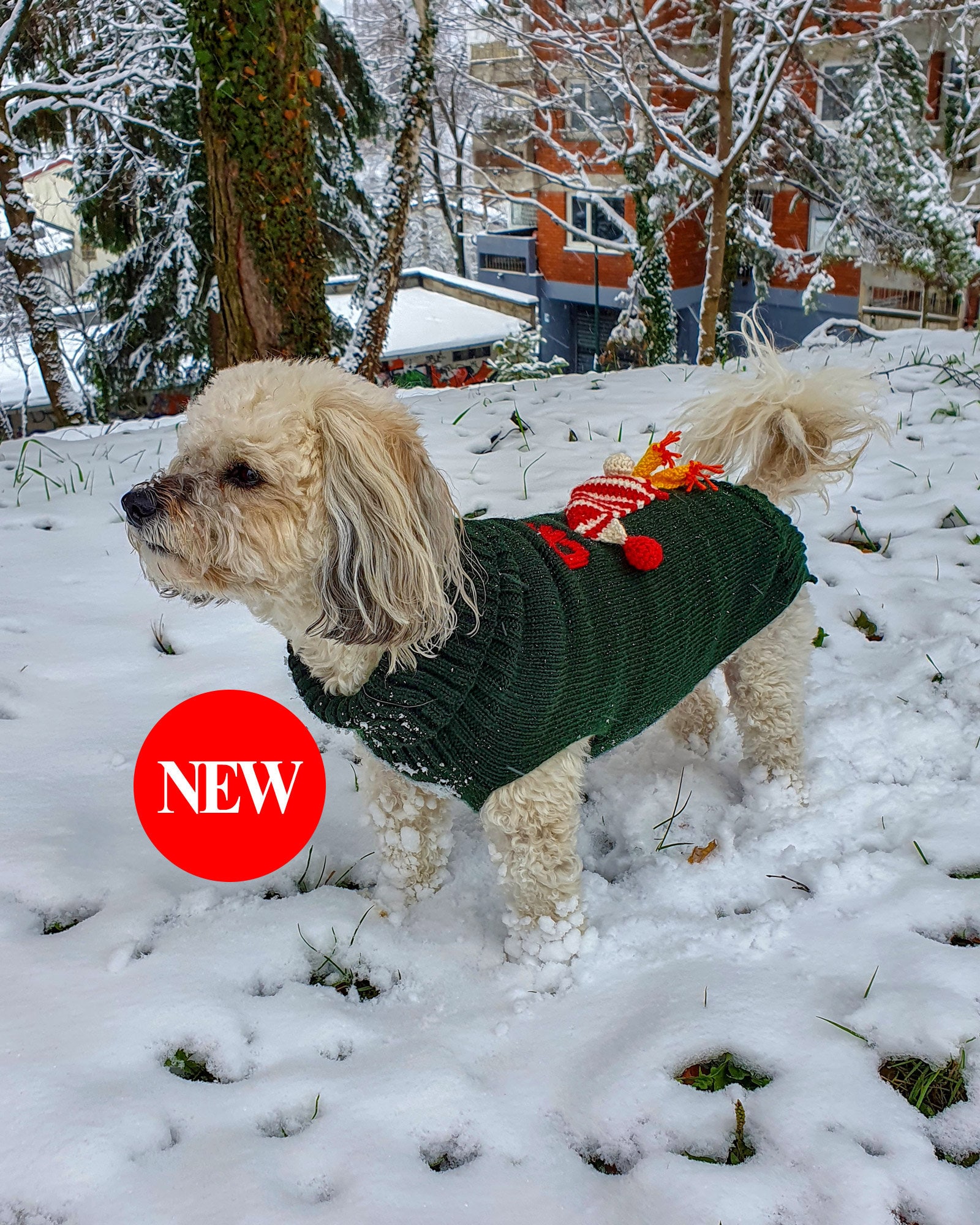 Do Dogs Hate Sweaters