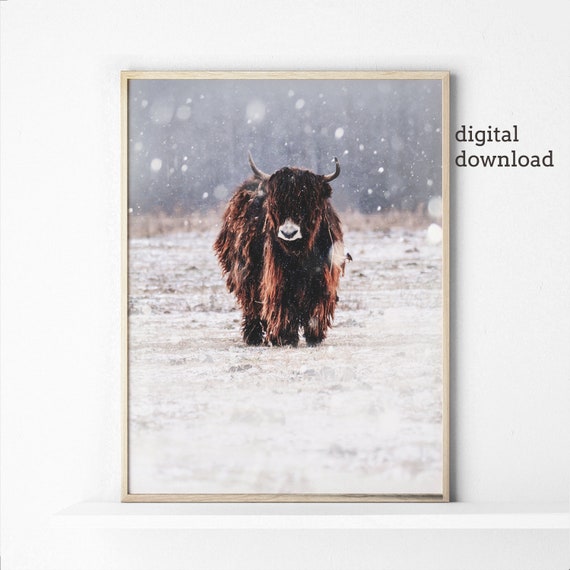 Winter Wall Art Farmhouse Decor, Highland Cow Poster Photography Prints Digital Download, Bohemian Wall Prints, Modern Home Decor, Printable