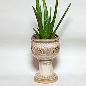 Op de afbeelding: Een groene aloë vera plant in een witte keramische pot met een voetstuk. De pot heeft een bruin bloemenmotief.