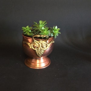 Könnte beinhalten: Ein Kupfertopf mit goldenem Griff und dekorativen Akzenten. Der Topf ist mit grünen Sukkulenten gefüllt.