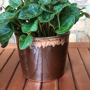 May include: A potted plant with dark green leaves in a brown ceramic pot with a light brown rim.