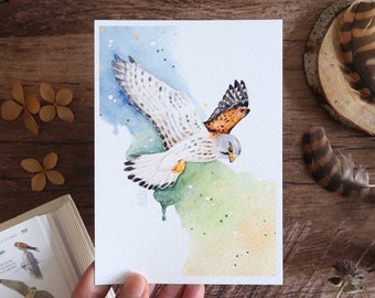 Watercolor illustration of bird in flight - Kestrel - Card and poster to frame - Art print