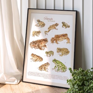 Naturplakat – Die Kröten Frankreichs | Aquarellillustration | Ungerahmtes Poster mit Wildtieren | Formate A3, A4, A5