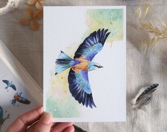 Bird watercolor illustration - European Roller in flight - Poster, card to frame - Summer nature decoration